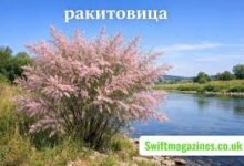Ракитовица