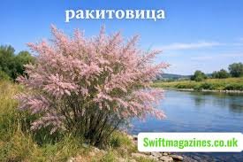 Ракитовица